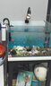森森（SUNSUN）耀蓝鱼缸过滤器外置小型壁挂式过滤桶抽水泵YBG-500 7W 实拍图