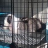 jolly pet products兔子散热板龙猫降温冰窝降温板荷兰猪龙猫跳板冰凉睡房空调窝消暑 兔子合金降温板20X30厘米 实拍图
