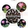 【新人专享】碗莲种七彩水培花卉水养四季莲花荷花种莲藕水培莲子 开口/混色 20粒+生根粉 实拍图