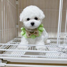 宁宠 比熊犬比熊幼犬白色宠物狗狗活体小狗崽活物茶杯犬狗小型犬 混血级 公 实拍图