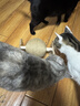 HELLOJOY逗猫咪玩具自嗨解闷猫抓板幼猫爪板小猫抓球耐抓不掉屑耐磨猫爬架 实拍图