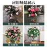 花翁大红赤丹茶花树苗室内盆栽绿植阳台盆景庭院植物年宵花卉源头直发 实拍图