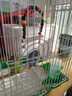 万宠汇 鸟活体虎皮鹦鹉笼养牡丹玄风活鸟学说话手养小太阳鹦鹉宠物鹦鹉 蓝色虎皮+绿色虎皮（一公一母） 实拍图