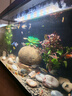 米家智能生态鱼缸还原自然生态 智能鱼缸+滤芯套装 实拍图