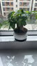 花翁大盆三杆发财树绿植盆栽招财植物办公室内开业盆景金钱树源头直发 实拍图