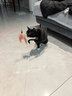 憨憨乐园猫玩具逗猫棒幼小猫猫咪磨牙玩耍耐咬互动自嗨玩具神器宠物用品 实拍图