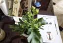 萌肉居长寿花绿植花卉花苗观花植物室内盆栽/长寿花橙色+早安盆源头直发 实拍图