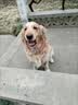 凯锐思 哈士奇狗粮 成犬幼犬专用大型犬4斤营养专用粮 2kg 实拍图