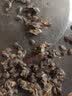 泰汇吃源头直发广西钦蜜9号黄金百香果当季新鲜百香果现摘整箱水果 精选好果17粒【单果30-45g】 实拍图