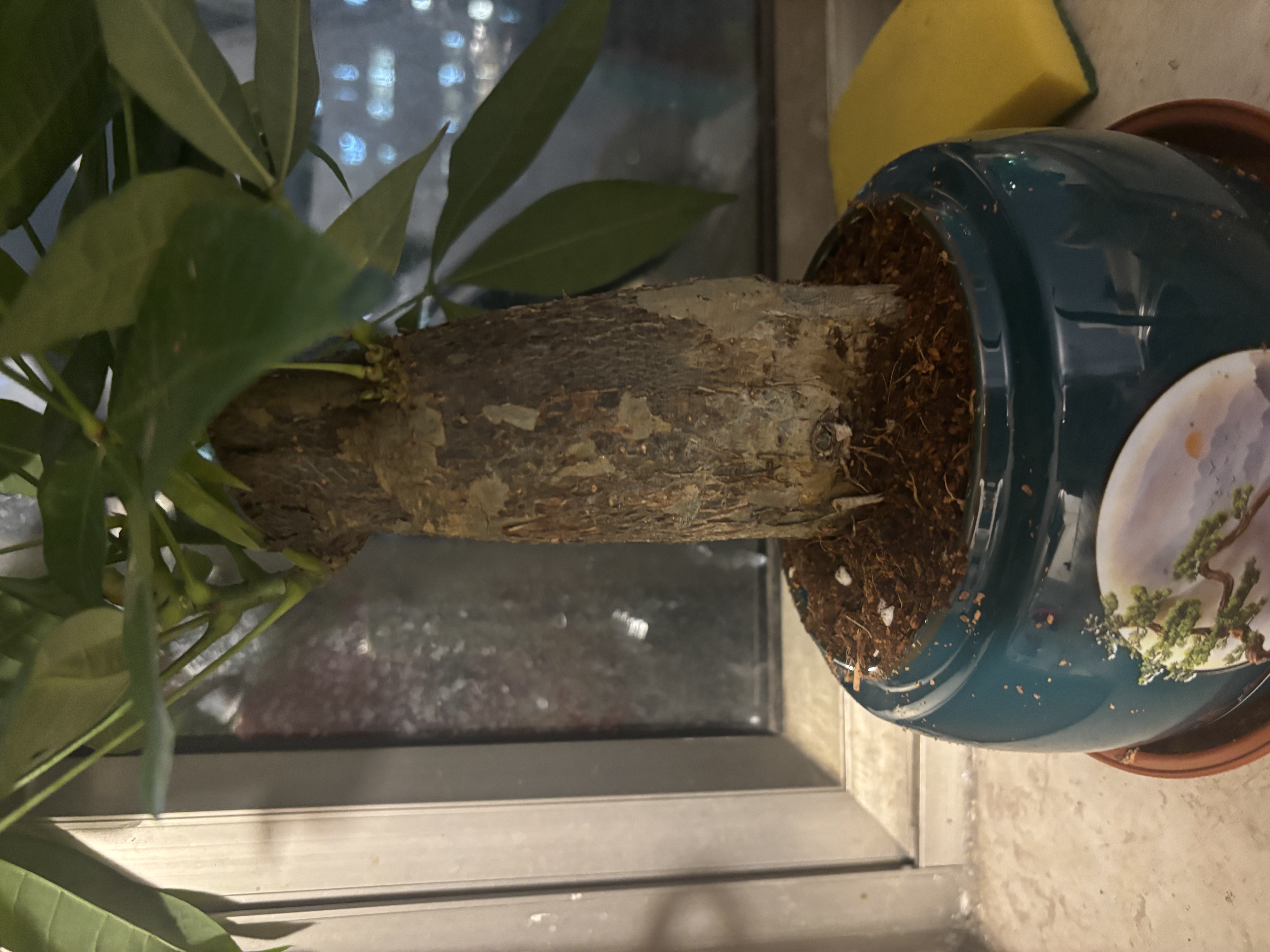 格调生活大发财树招财树老桩盆栽绿植室内好养四季常青陶瓷盆景 大号发财树（墨绿迎客松陶瓷盆） 含盆 实拍图