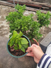 原盆原土绣球花苗无尽夏当年开花绣球花盆栽室内带花庭院花卉植物 绣球1盆装【花手鞠】15-23cm+肥料 实拍图