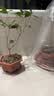 桂花树苗盆栽室内四季桂花卉植物金桂丹桂庭院大树浓香型绿植开花 精品四季桂花70-90cm【原土球发货】 实拍图