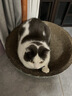 疯狂的主人 猫抓板窝超大号猫玩具猫爪板猫抓盆不掉屑猫窝碗形圆形瓦楞纸 实拍图