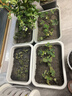 瓦克（WACKER）GM玻璃胶门窗防水填缝封边快干中性硅酮耐候美容胶 通用彩色密封胶 浅棕色1支 实拍图