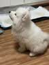 采蘩纯种萨摩耶幼犬大骨架雪橇犬 宠物级 公 实拍图
