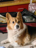 FISH4PETSfish4dogs低脂狗粮老年犬粮低蛋白减肥控制体重三文鱼小颗粒肥胖 低脂老年犬狗粮12kg 实拍图