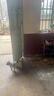 【京东物流】304不锈钢狗链子大型犬中型犬小型犬铁链项圈狗绳 2.5mm【10-30斤小型犬】 304不锈钢链条2米 实拍图