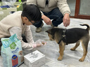 麦富迪狗粮 藻趣儿狗粮幼犬粮牛肉螺旋藻 呵护肠胃2.5kg 实拍图