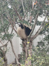 十闪 适用小天才手表表带Z9/Z10/Z11/Z6S/Z8A/少年版/Z7S/Z6P/N3/D3S/z6/z3/D3/Z5/Q2A/D2/Q1a炫彩黑 实拍图