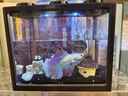 桌面鱼缸小型家用积木缸生态缸水族箱斗鱼缸带小夜灯氛围灯摆件 黑色斗鱼缸+一个灯 实拍图