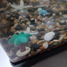 Barbarous Growth鱼缸小型免换水家用缸客厅水族箱金鱼缸制氧过滤生态桌面塑料透明 中号【底排缸】 黑色 实拍图