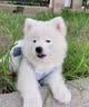 采蘩纯种萨摩耶幼犬大骨架雪橇犬 宠物级 公 实拍图