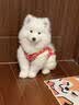 采蘩纯种萨摩耶幼犬大骨架雪橇犬 宠物级 公 实拍图