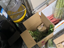 朗缤 兔子活体宠物兔活体新西兰肉兔公主兔小白荷兰侏儒活物兔子宠物 黄色公主兔1只 实拍图