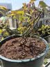 景郁春 JIRYUCUR玫瑰花苗特大花月季花苗绿植阳台盆栽蔷薇花苗源头直发 实拍图