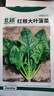 北蔬 大叶菠菜种子苗红根冬春四季蔬菜种籽 卓脆红根大叶菠菜种子10g 实拍图