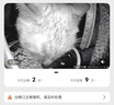 小佩宠物AI智能自动喂食器可视版 定时定量 视频监控(支持鸿蒙智联) 实拍图
