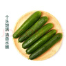 【水果菜】荷兰水果黄瓜约400g 实拍图