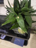 叹为观止18种吊兰任你选金边吊兰各种盆栽花卉客厅垂吊桌面植物净化空气 特级三株观音竹 含盆 实拍图