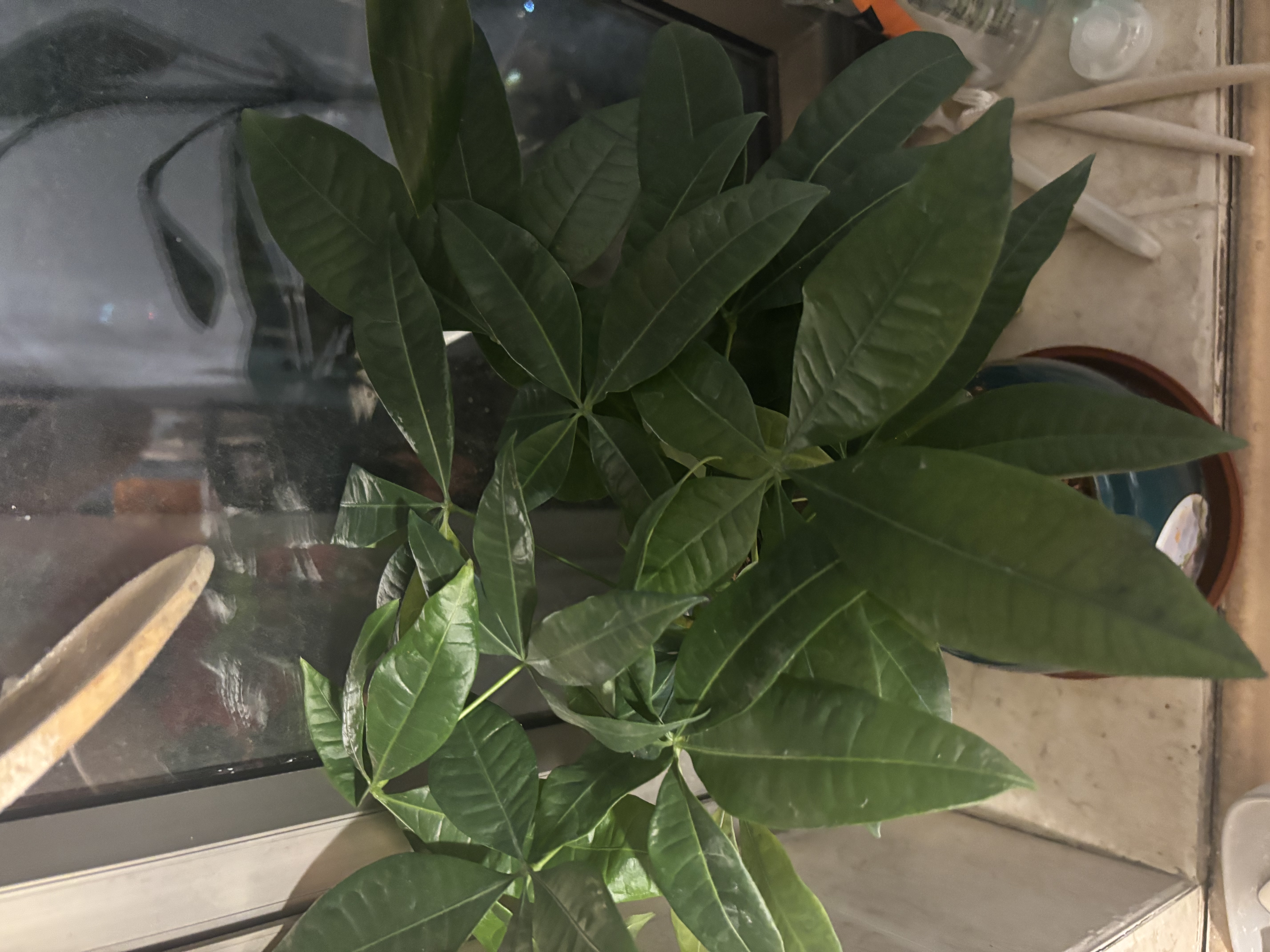 格调生活大发财树招财树老桩盆栽绿植室内好养四季常青陶瓷盆景 大号发财树（墨绿迎客松陶瓷盆） 含盆 实拍图