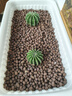 德沃多 多肉营养土2.5KG植物种植基质颗粒营养土（老桩70%颗粒+30%土） 实拍图