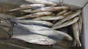 龙王恨鱼饵蓝鲫X5青春版腥香饵江河黑坑野钓鲫鲤草鳊鱼通杀综合钓鱼饵料 蓝鲫X5-腥香(共900g/3包) 实拍图