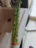 花翁富贵竹水培绿植招财转运室内客厅水养花卉盆栽植物文昌竹源头直发 实拍图
