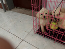 英特威四联六联狗狗狂犬疫苗二联疫苗幼犬疫苗全套自打套餐配驱虫 幼犬加强套餐【送内外驱】 1g*1支 JD冰邮 实拍图