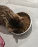 万颐猫粮毛发管理成猫专用蓝猫布偶美短英短通用型猫干粮5kg 实拍图