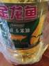 金龙鱼 食用油 非转基因 压榨 一级 纯正玉米油4L（新老包装随机发货） 实拍图