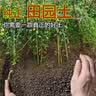 优质田园土泥土黑土盆栽通用种菜专用土种植土壤种树养花土 田园黑土9.5斤 实拍图
