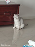 哈药妙多安猫咪疫苗猫三联疫苗1针+科旺优1针猫幼猫疫苗妙三多平替 实拍图