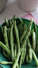 农家四季豆新鲜现摘云南长扁豆角农家应当季蔬菜芸豆现摘菜豆 新鲜四季豆1斤 实拍图