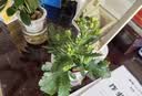 萌肉居长寿花绿植花卉花苗观花植物室内盆栽/长寿花橙色+早安盆源头直发 实拍图