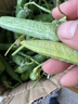 新鲜豌豆四川带壳青豆角水果甜豆荚农家蔬菜 新鲜青豌豆荚净重2斤 实拍图