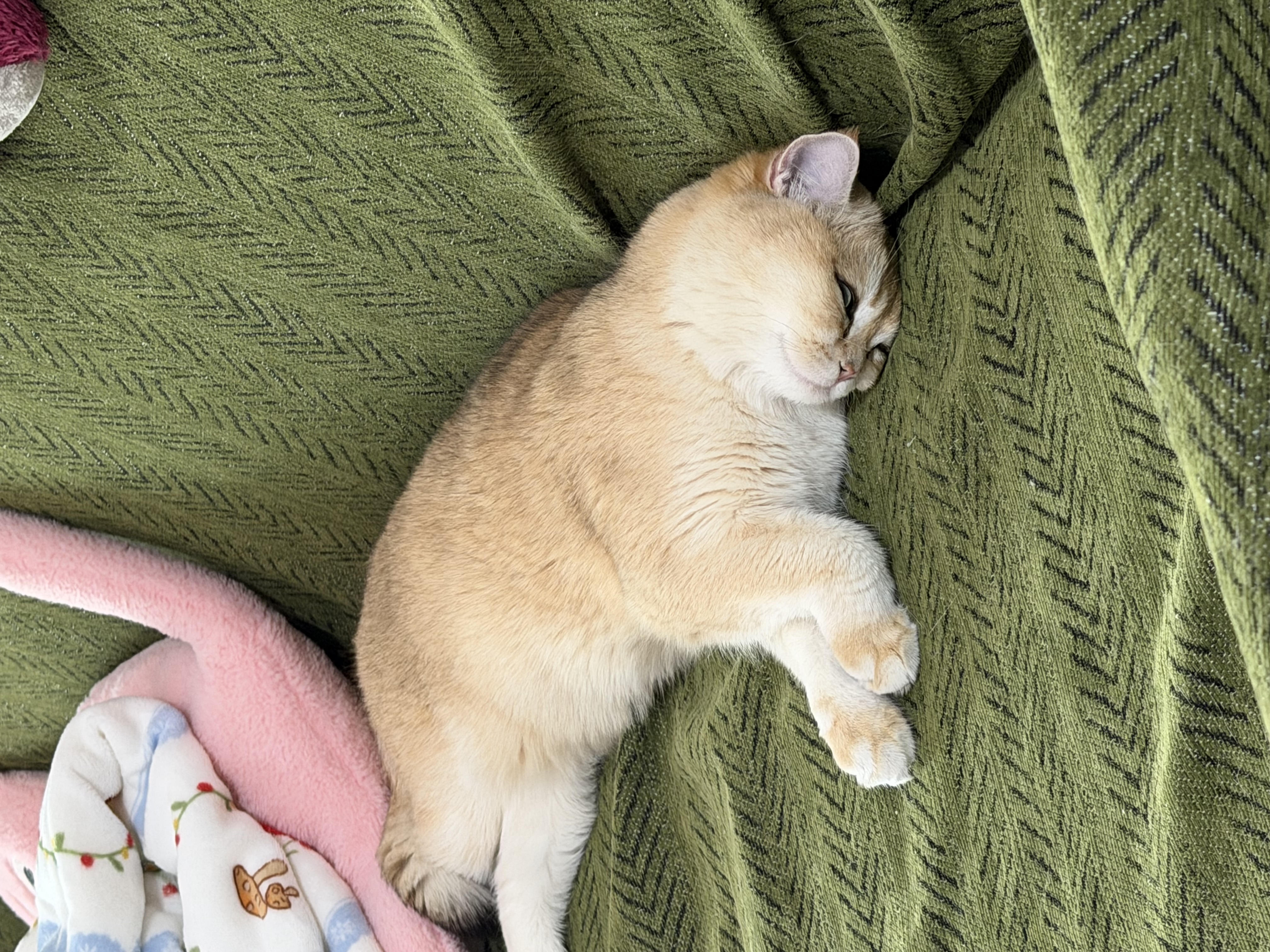 麦富迪 猫粮 奶弗羊奶鲜肉天然全价奶糕粮无谷低敏营养易吸收离乳期猫粮 【囤货装】成猫3kg 实拍图