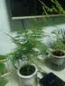 绿有意绿植盆栽多肉花卉盆栽植物室内桌面水培绿植办公室客厅植物懒人 办公优先】发财树+文竹 实拍图
