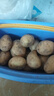 京喜加新鲜黄心土豆农家自种黄皮马铃薯黄心洋芋减脂早餐新鲜蔬菜 黄心土豆 5斤 净重 50g起/单果 实拍图