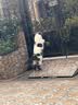 猫咪防猫掉毛吃什么深海鱼油营养片美毛靓毛维生素非药防脱毛神器 3盒【再也不掉毛】 实拍图