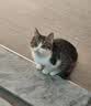 万颐猫粮鸡肉蛋黄毛发管理成猫专用布偶蓝猫美短通用猫干粮10kg 实拍图
